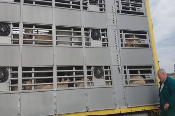 Polițiștii brăileni au verificat transporturile de animale vii