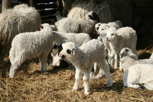 Paradoxul zootehniei actuale: Mieii României sunt trimiși la arabi, noi mâncăm din import!