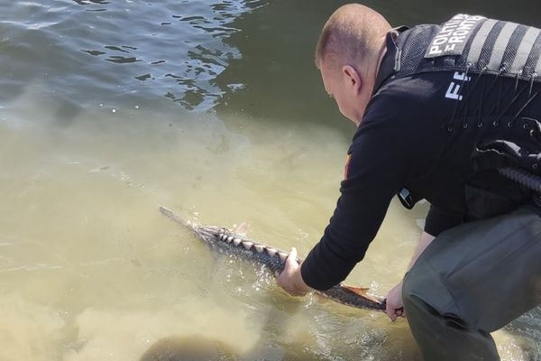 VIDEO Braconier prins cu un sturion în mașină
