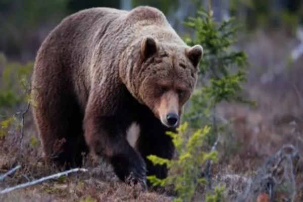 Un urs a fost văzut foarte aproape de Capitală, lângă pădurea Sinești