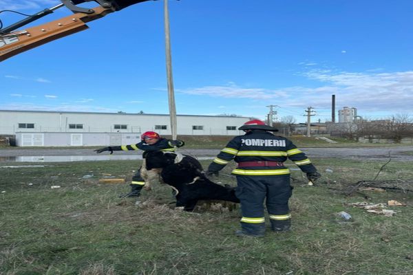 Vacă salvată dintr-un canal cu un buldoexcavator