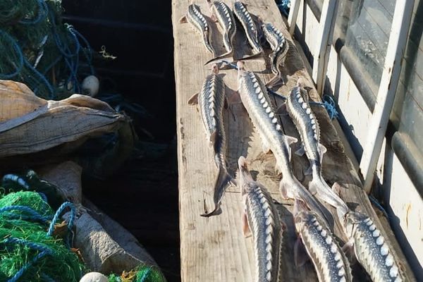 FOTO VIDEO  Braconaj în Delta Dunării: sute de kilograme de peste descoperite de polițiștii de frontieră