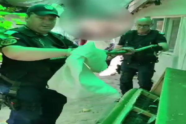 VIDEO Șarpe scos de jandarmi din canapeaua unei familii din Tulcea