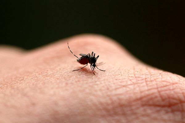 PATRU CAZURI DE INFECȚIE CU VIRUSUL WEST NILE RAPORTATE ÎN ROMÂNIA, DE LA ÎNCEPUTUL VERII 