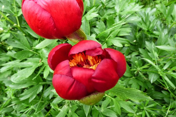 Ziua bujorului românesc. Astăzi este pentru prima dată când se sărbătorește de când este Floarea Națională 