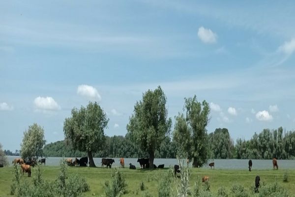 FOTO Amenzi de  50.000 lei pentru creşterea vacilor și oilor în Delta Dunării