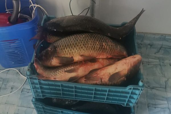 VIDEO Prins cu gențile pline cu pește în zona bacului de la I.C. Brătianu