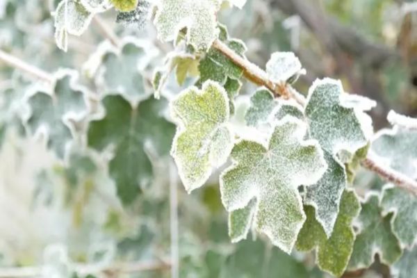 Vremea 8 decembrie - Ninsori și temperaturi scăzute