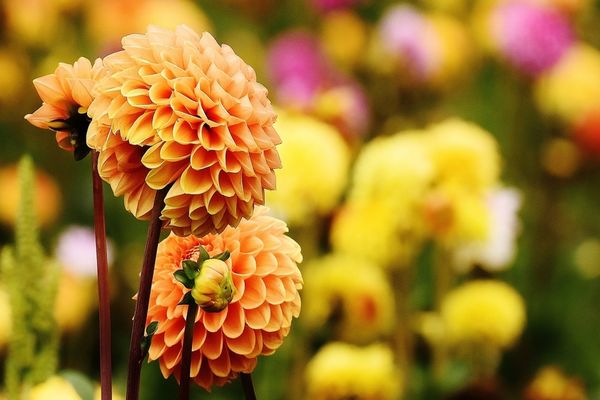 VREMEA 23 SEPTEMBRIE. VREME FRUMOASĂ ÎN MAJORITATEA ZONELOR