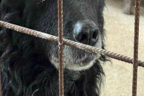 COPIL DE 3 ANI, MUTILAT DE CÂINI FĂRĂ STĂPÂN ÎN CURTEA PROPRIEI CASE, LA MUNTENI. POLIȚIA A DESCHIS DOSAR PENAL