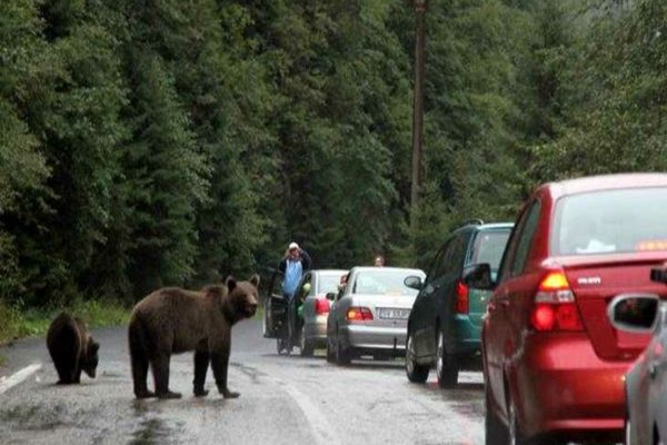 AMENZI DE PÂNĂ LA 60.000 DE LEI PENTRU CEI CARE SE APROPIE DE URȘI SAU ÎI HRĂNESC 