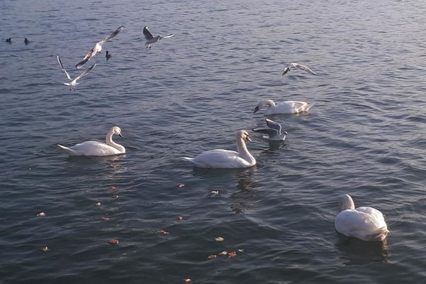 FOCAR DE GRIPĂ AVIARĂ CONFIRMAT ÎN PORTUL CONSTANȚA. AUTORITĂȚILE IMPUN MĂSURI STRICTE DE PROTECȚIE