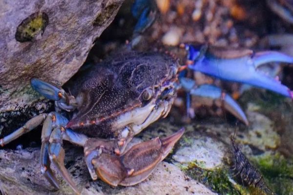 Un nou prădător amenință Marea Neagră. Specia agresivă se răspândește rapid și face ravagii în căutare de hrană „Mănâncă tot ce prinde, sfâșie plasele pescarilor”