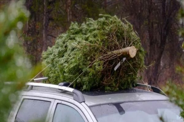 Este legal să transporți bradul de Crăciun cu mașina? Ce sancțiuni riscă românii prinși pe picior greșit