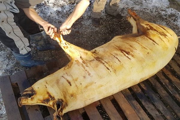 Cât de sănătos este șoricul? Ce spune nutriționistul Mihaela Bilic despre acest aliment de sezon