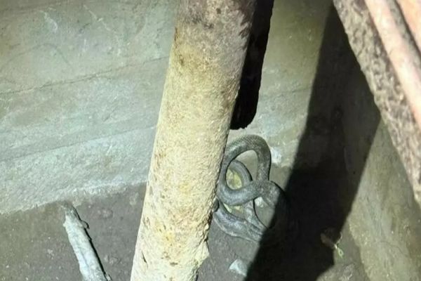 Șerpi de aproximativ 1,5 metri, descoperiți în beciul unei gospodării din Tulcea! Au intervenit jandarmii