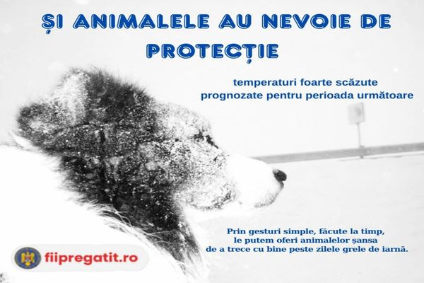 DSU face apel la protejarea animalelor în zilele geroase