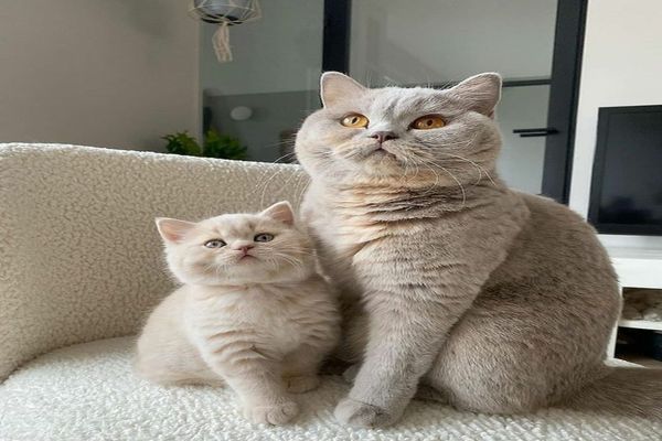 Vacanță cu scop: o insulă din Grecia oferă cazare și masă gratuită celor care îngrijesc pisicile fără stăpân