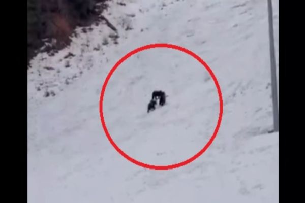 Alertă uriașă înainte de vacanța de schi a copiilor: urși observați pe o pârtie celebră din Poiana Brașov VIDEO