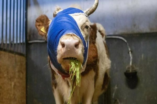 Imagini cu Bumba, prima văcuță din România tratată pentru cancer: o poveste despre curaj, iubire și speranță