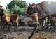 Prinse la mijloc: Zeci de bovine închise în oborul de gloabe din Pardina!