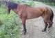 Un cal bolnav, numai piele şi os, abandonat la Tudor Vladimirescu. Autorităţile sunt nepăsătoare!