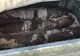 Şapte proiectile din război găsite la groapa de gunoi din Baia