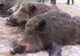 Exterminăm mistreţii la aproape 2 luni de la apariţia pestei porcine africane !