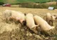Ultimele două ferme de creştere a porcilor din judeţ au scăpat de pestă!