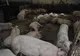 Se ucid porcii din  Turcoaia, I.C. Brătianu, Cataloi, Cerna, Traianu, Mircea Vodă şi Dorobanţu - pesta porcină africană a fost confirmată!