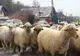 Mioarele de la Grindu nu au scăpat: după Centenar din nou la Dunăre!