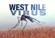 Ne omoară ţânţarii: Avem primul caz de infecţie cu virusul West Nile confirmat!