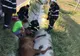 Cal căzut în rigola DN 22 salvat de pompieri