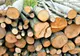 Tăiere ilegală de arbori la Stejaru