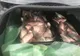 85 de kilograme de pește au fost confiscate de polițiștii tulceni