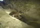 Cal salvat de pompieri dintr-o groapă 