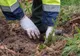 178 de hectare vor fi împădurite în Tulcea în campania de toamnă