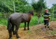 VIDEO Cal salvat de pompieri dintr-o fosă septică