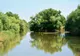 11 hectare de terenuri forestiere din Lunca Dunării, vor fi împădurite