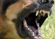 Tinere atacate pe stradă de un câine . Au intervenit jandarm