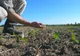 România vinde apă Ungariei, iar în țară se dă apă cu porția 