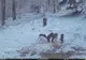Animal extrem de rar, surprins de camerele foto în Parcul Natural Bucegi