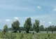 FOTO Amenzi de  50.000 lei pentru creşterea vacilor și oilor în Delta Dunării