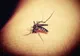 PRIMUL CAZ DE INFECŢIE CU VIRUSUL WEST NILE AL SEZONULUI, CONFIRMAT LA UN BĂRBAT DIN BUCUREŞTI