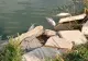 Mai muți pești morți au fost descoperiți într-un lac din Constanța