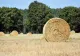 Aproape 179 de hectare din Delta Dunării ar putea intra în circuitul agricol