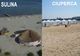 Nu e panică: Apele de îmbăiere de la plajele Sulina şi Lac Ciuperca au doar calitate "nesatisfăcătoare"!