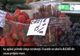 Au apărut primele cireșe românești. Fructele se vând la BUCATĂ din cauza prețului mare